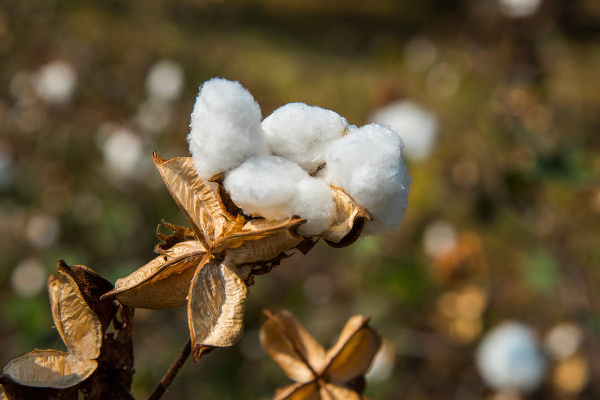 Raw Cotton 