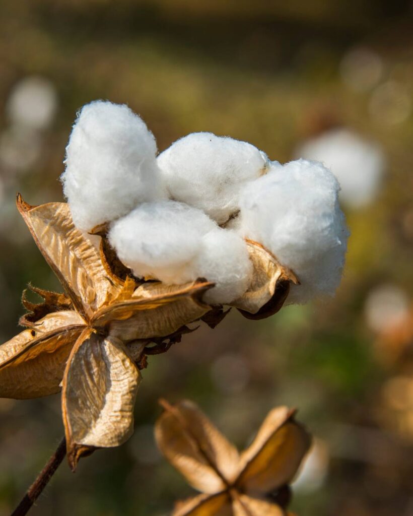 Cotton field white with ripe cotton ready for harvesting, India